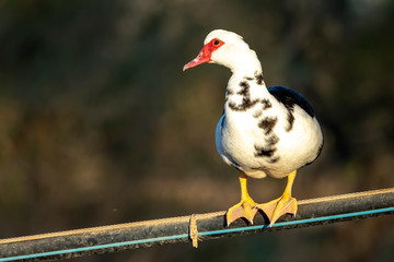Muscovy duck