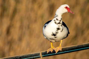Muscovy duck