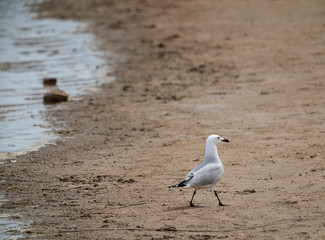 seagull