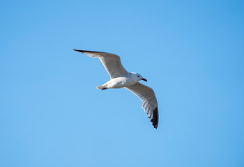 seagull