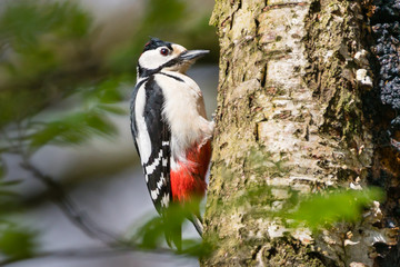 A great spotted woodpecker chiseling into a tree.