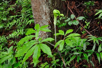 Obraz premium マムシグサ