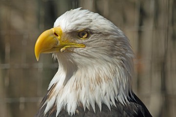Obraz premium Bald Eagle