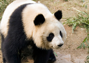 Obraz premium Giant panda, Sichuan province, China