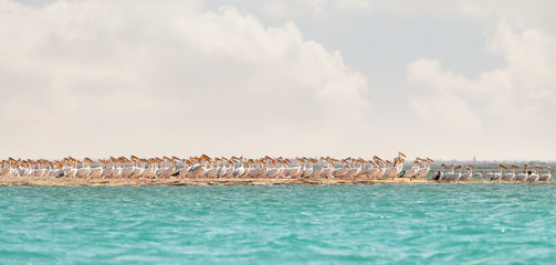 A flock of migrating pink pelicans
