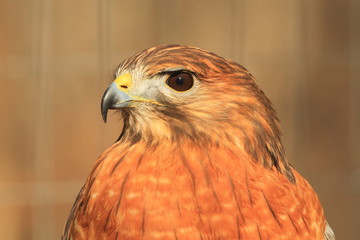 Red Shouldered Hawk