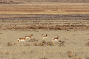 Fototapeta na wymiar Herd of Pronghorn Antelope