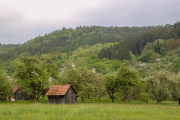 Obraz premium apple tree with hut in spring landscape in south germany