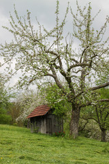Fototapeta na wymiar Blooming apple trees in spring on field in germany