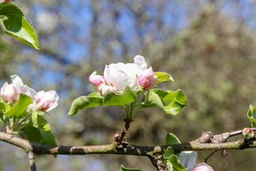 Apple blossom in spring, macro
