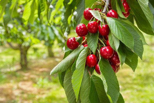 cherry tree with ripe red cherries and blurred background
