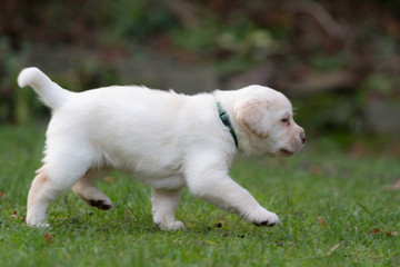 Kleiner Welpe im Gras