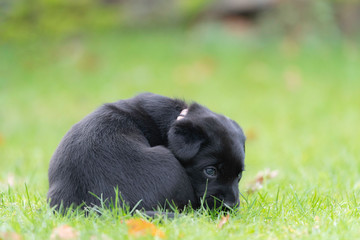 Kleiner Welpe - ausruhen im Gras