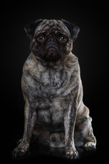 Adult pug sitting on black background and looking to the camera