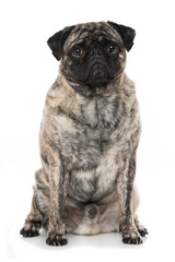 Adult pug sitting on white background and looking up