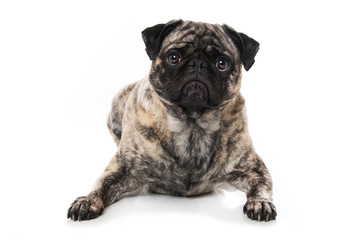 Pug lying isolated on white background and looking to the camera