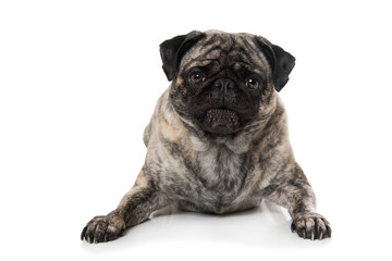 Obraz premium Pug lying isolated on white background