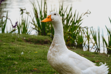 duck and goose in artificial lake