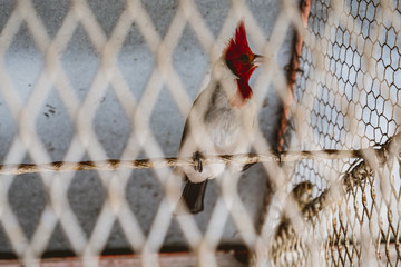 red-headed cardinal bird in cage