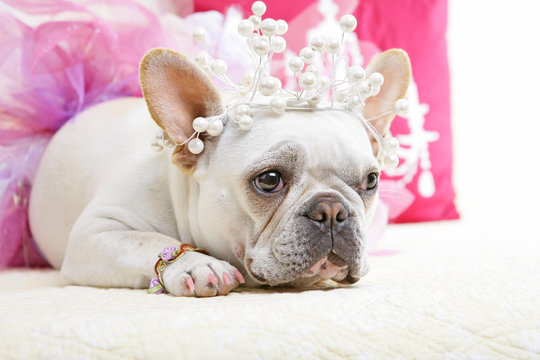 French Bulldog In Princess Costume Laying On Fancy Bed