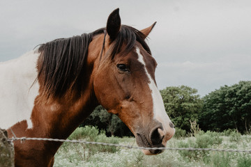 wild horses in the countryside of Argentina