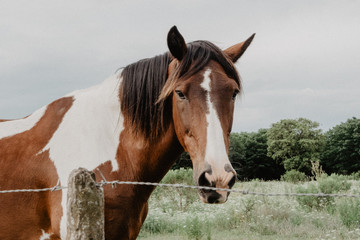 Obraz premium wild horses in the countryside of Argentina