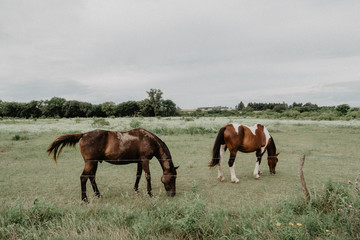 wild horses in the countryside of Argentina