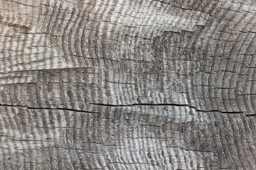 Texture of old cut log close-up, tree trunk