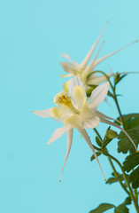 Columbine Flowers (Aquilegia) against pale blue background