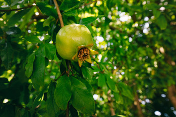 green pomegranate