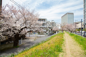 Fototapeta na wymiar Cherry blossoms in Futakotamagawa town