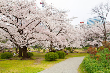 旧芝離宮恩賜庭園　桜の風景