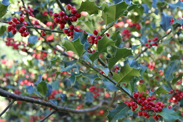 Obraz premium Europäische Stechpalme mit Beeren