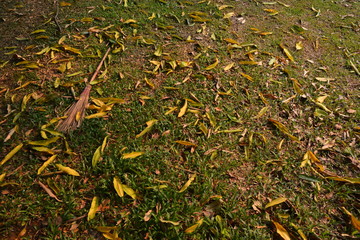 autumn leaves on ground