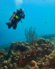 Naklejka na ściany i meble Scuba Diving the reefs of Bonaire