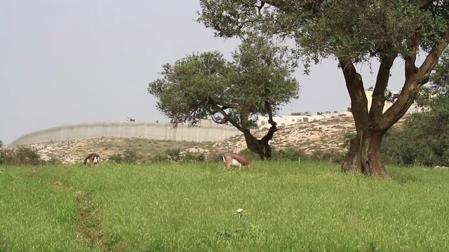 Israeli mountain gazelle near olive tree and Jerusalem fence wall