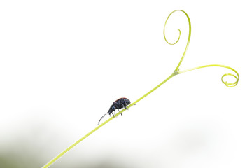 A lilac ladybug venturing to the tip of the grapevine.