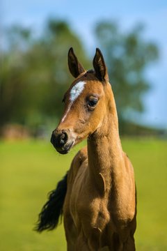 Portrait of cute brown akhal teke foal with white spot on its head, with big dark eyes standing on a green grass in  paddock, sunny summer day in a farm,  blue sky, tree in background, vertical image