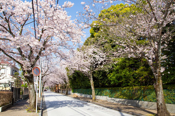 Cherry lined trees on Saikachi-koji street