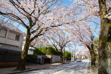 Cherry lined trees on Saikachi-koji street