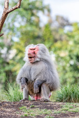 Fototapeta premium Baboon resting on hillside
