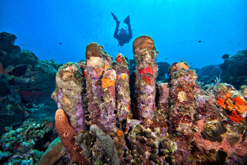 Scuba Diving the reefs of Bonaire