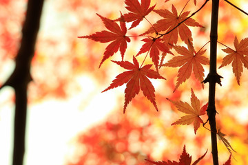 オレンジ色のカエデの葉