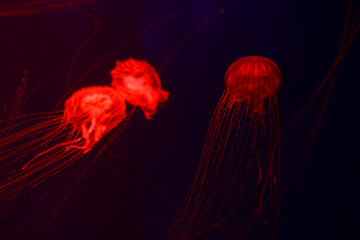 Background a lot of jellyfish, underwater world
