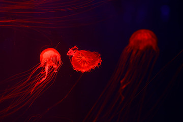 Background a lot of jellyfish, underwater world