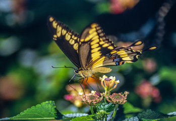Colorfull swallowtail butterfly in summer