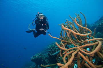 Scuba Diving the reefs of Bonaire