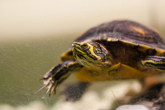 Close-up of Pond Slider turtle swimming in aquarium