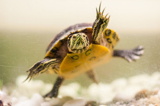 Close-up of Pond Slider turtle swimming in aquarium