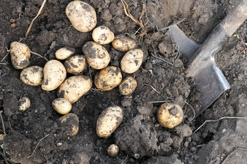 Harvesting potatoes. Raw potatoes on the ground and a shovel. Close-up.